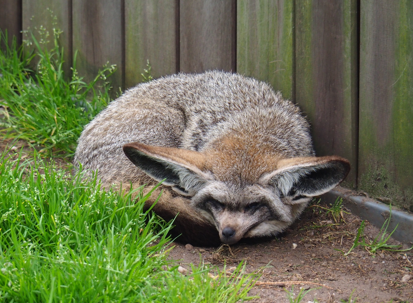 South African bat-eared fox (Otocyon megalotis megalotis), 2019-04-06
