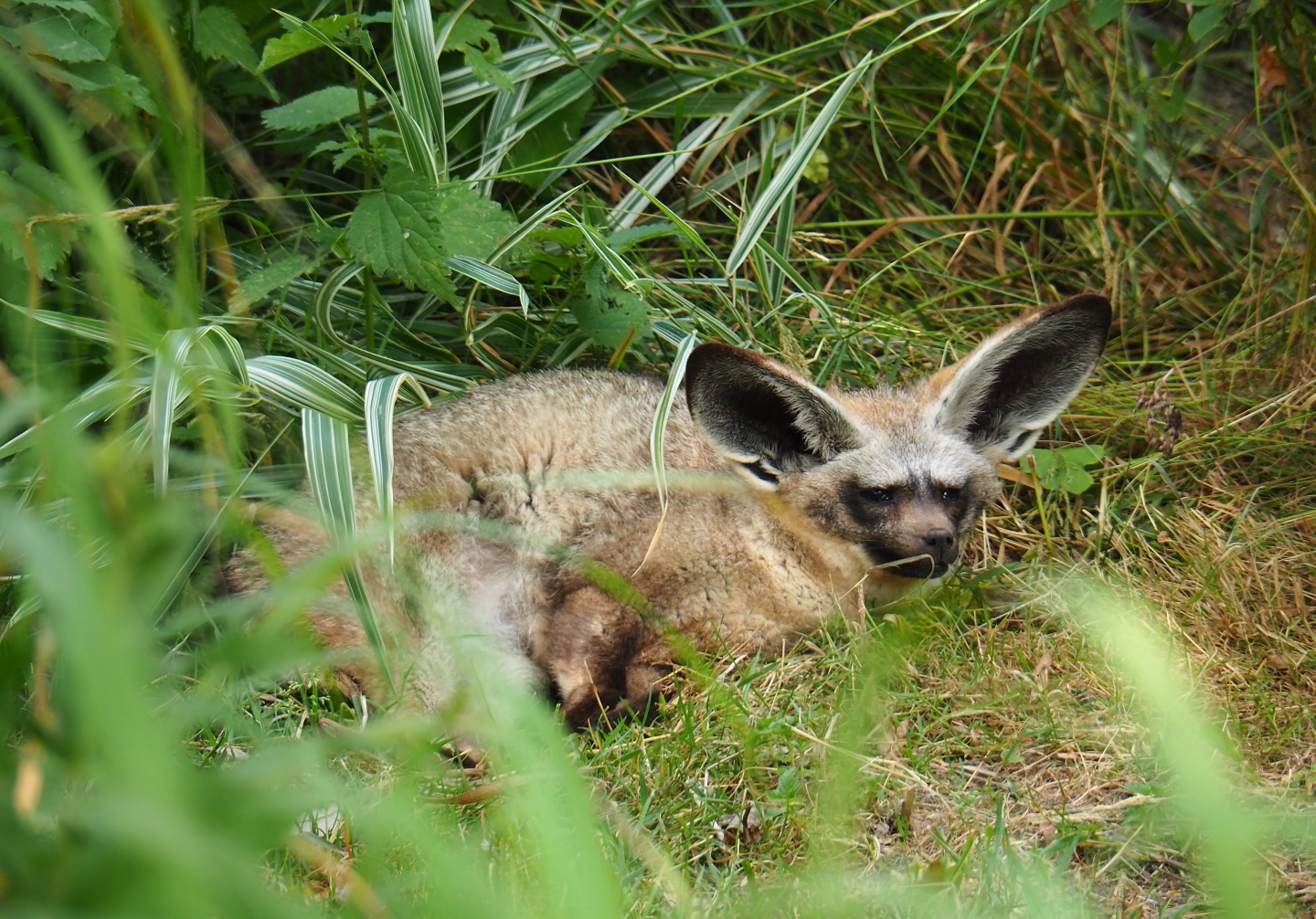 South African bat-eared fox (Otocyon megalotis megalotis), 2019-07-21