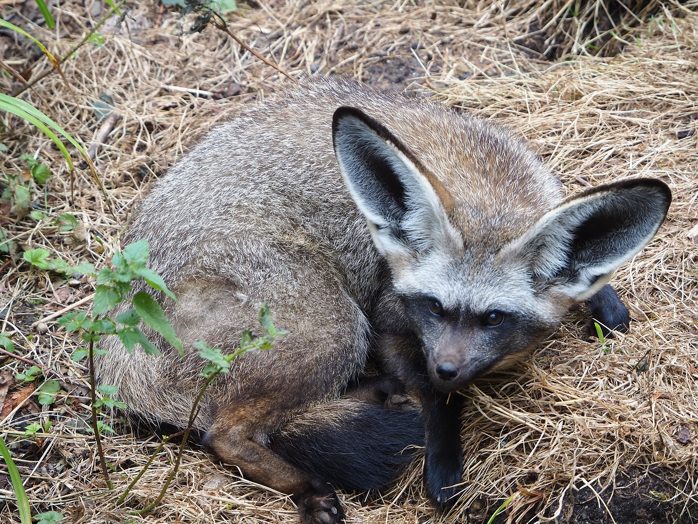 South African bat-eared fox (Otocyon megalotis megalotis), 2022-08-20