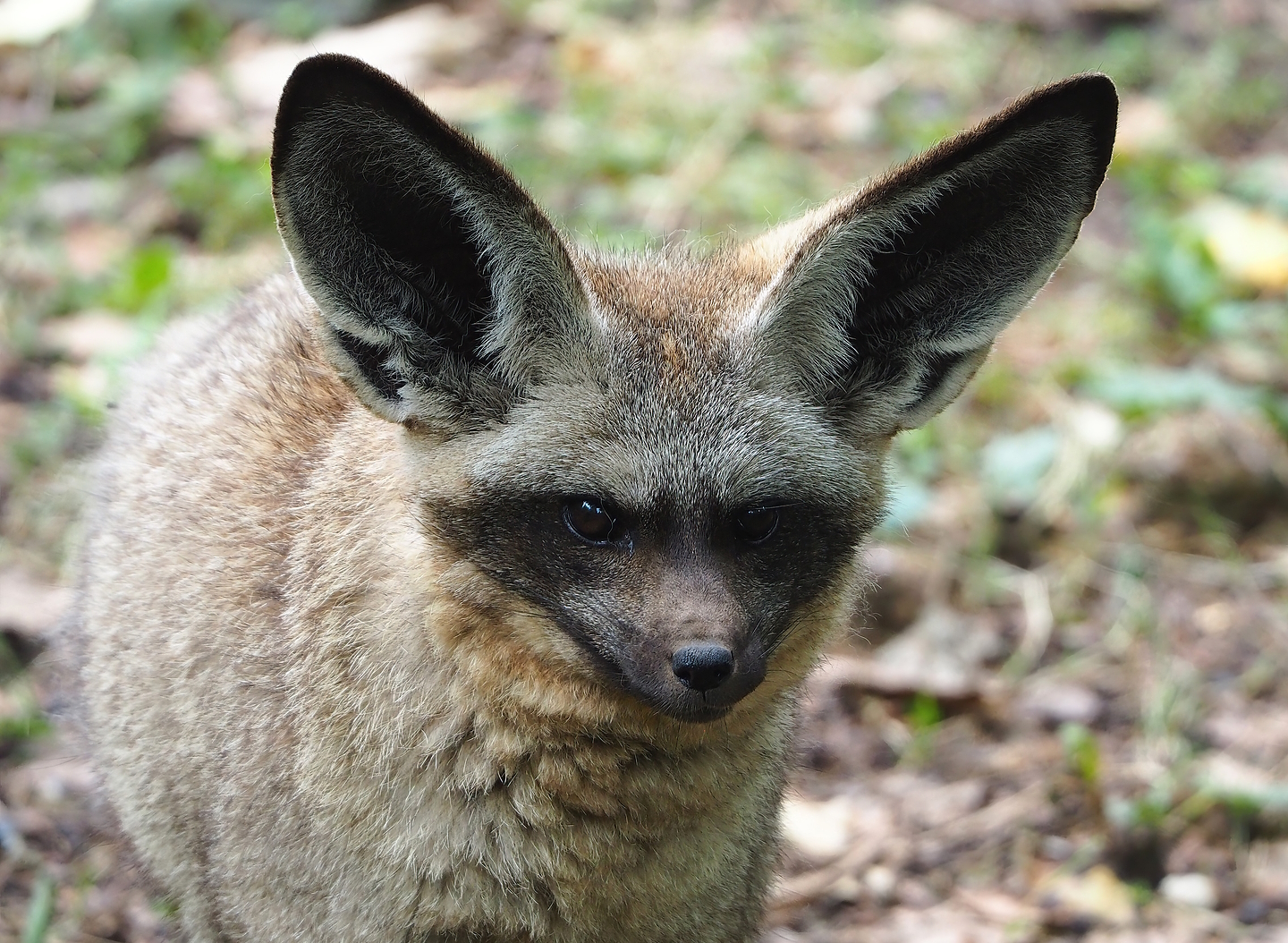 South African bat-eared fox (Otocyon megalotis megalotis), 2022-08-20
