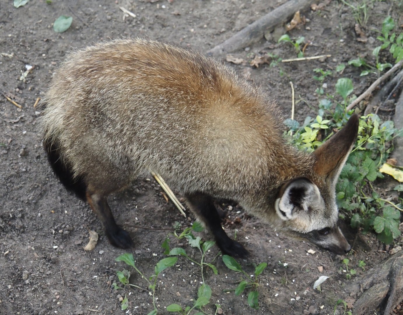 South African bat-eared fox (Otocyon megalotis megalotis), 2024-08-21