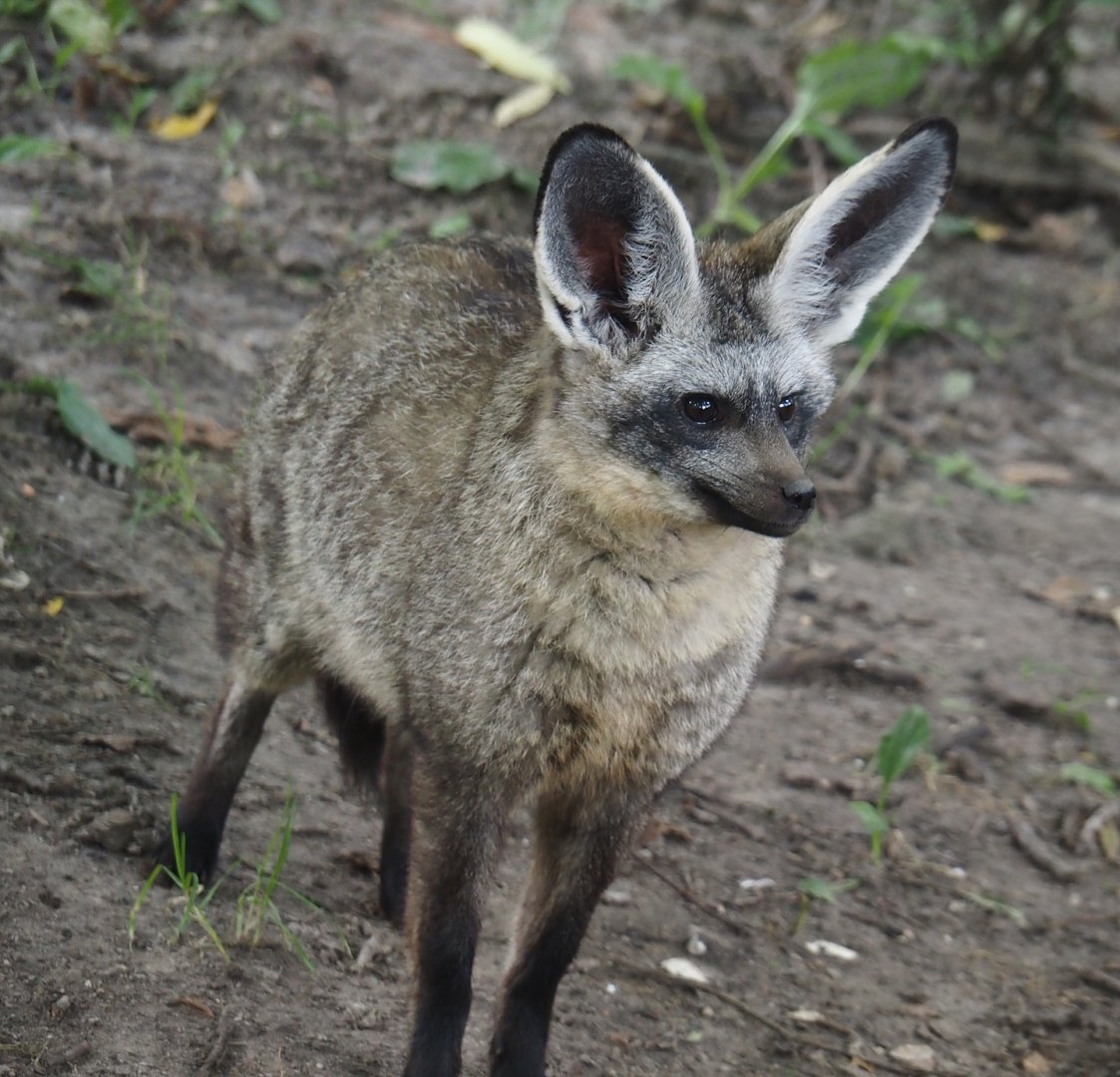 South African bat-eared fox (Otocyon megalotis megalotis), 2024-08-21