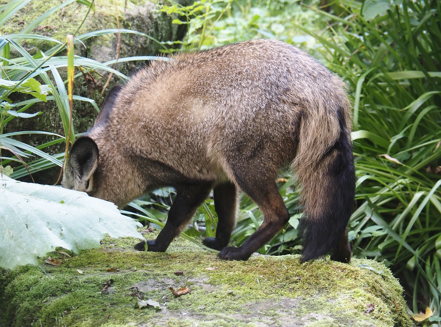 South African bat-eared fox (Otocyon megalotis megalotis), 2024-08-21