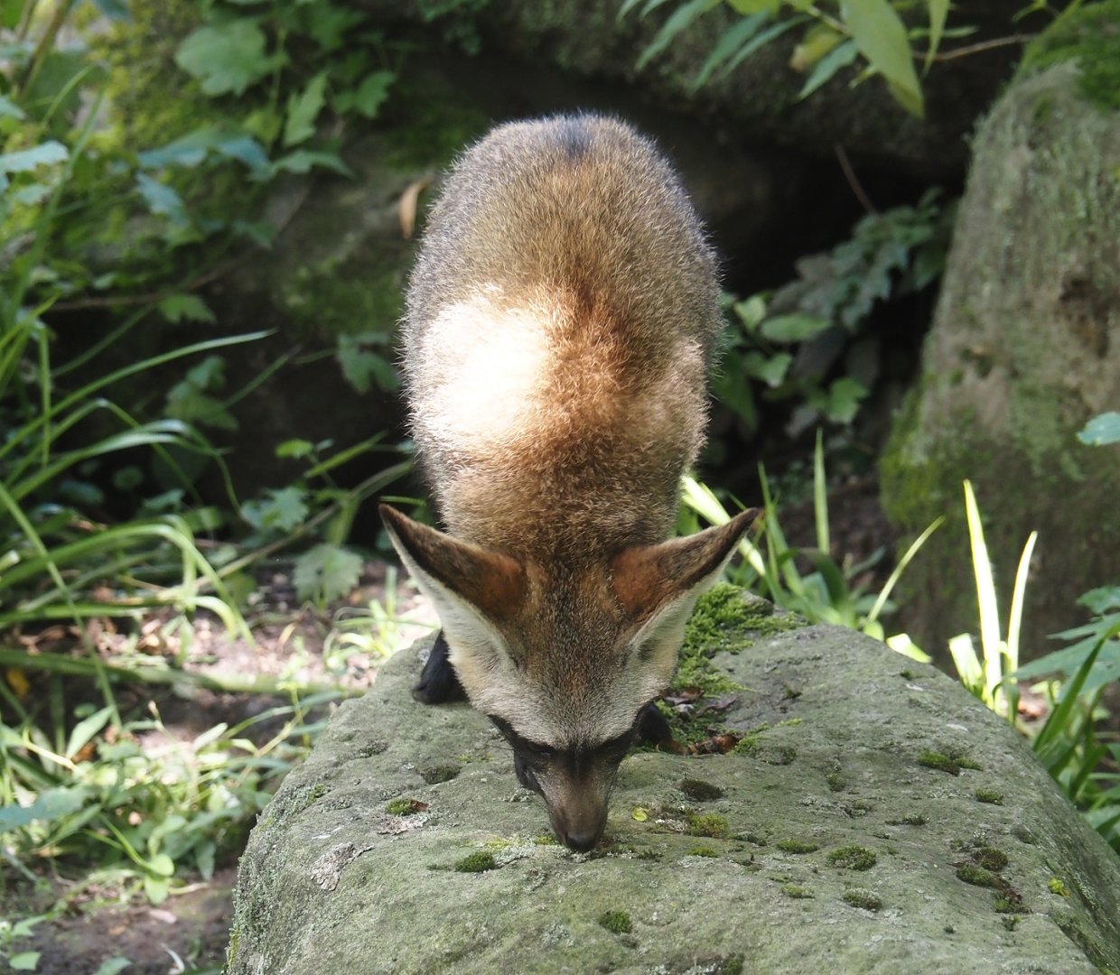 South African bat-eared fox (Otocyon megalotis megalotis), 2024-08-21