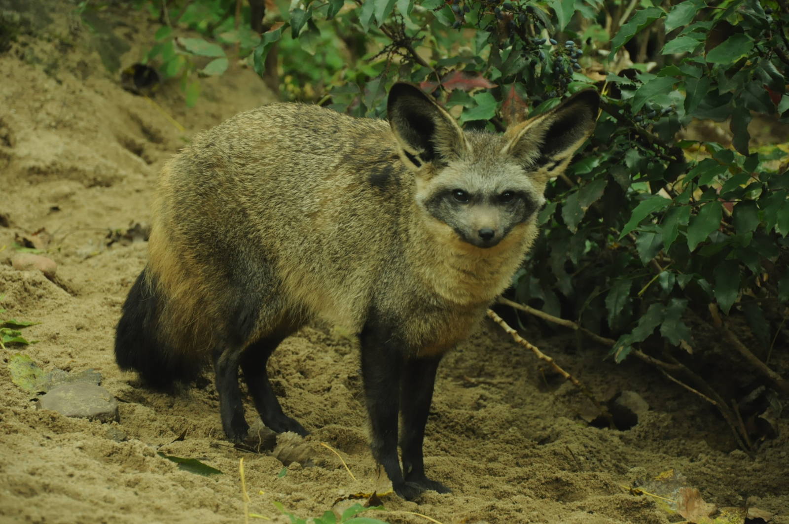 South African bat-eared fox (Otocyon megalotis megalotis)