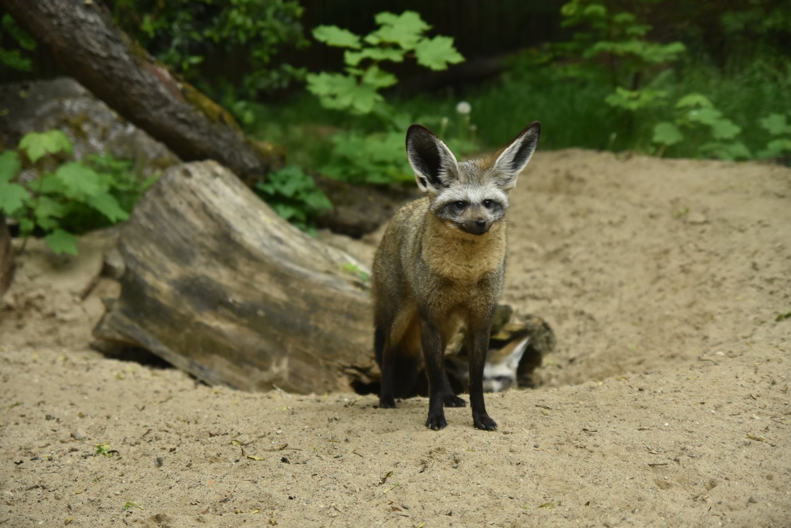 South African bat-eared fox (Otocyon megalotis megalotis)