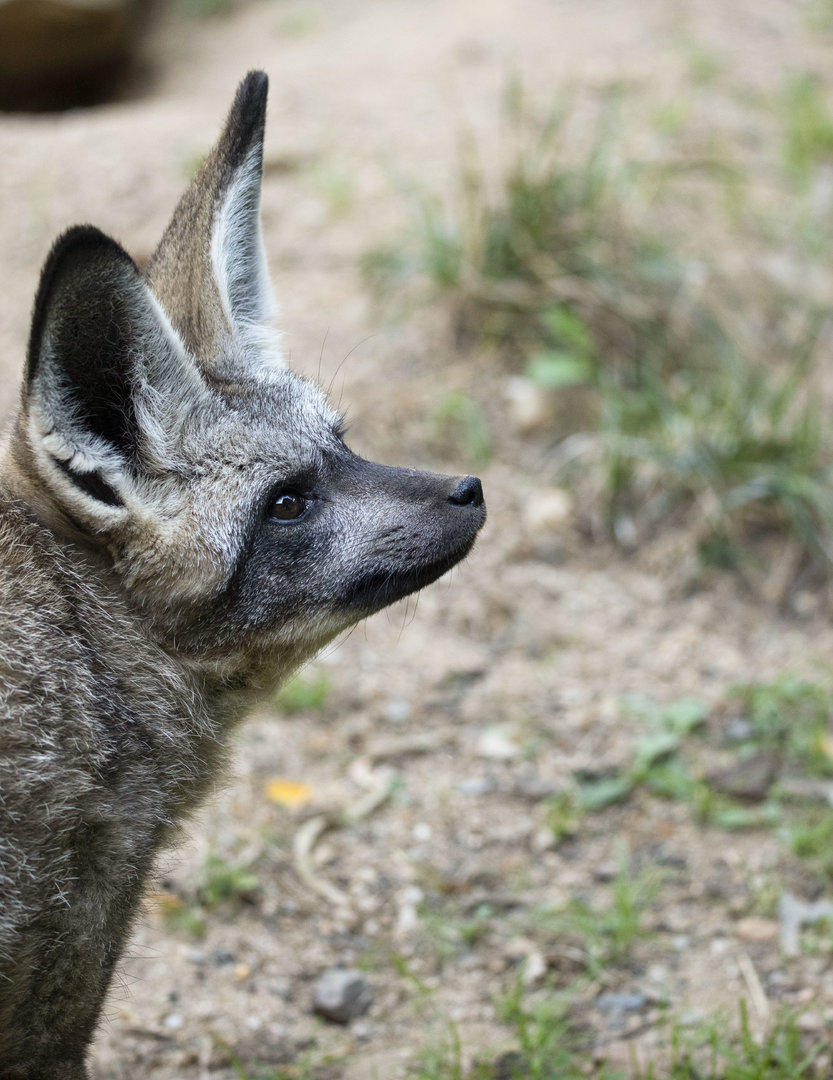 South African bat-eared fox (Otocyon megalotis megalotis)