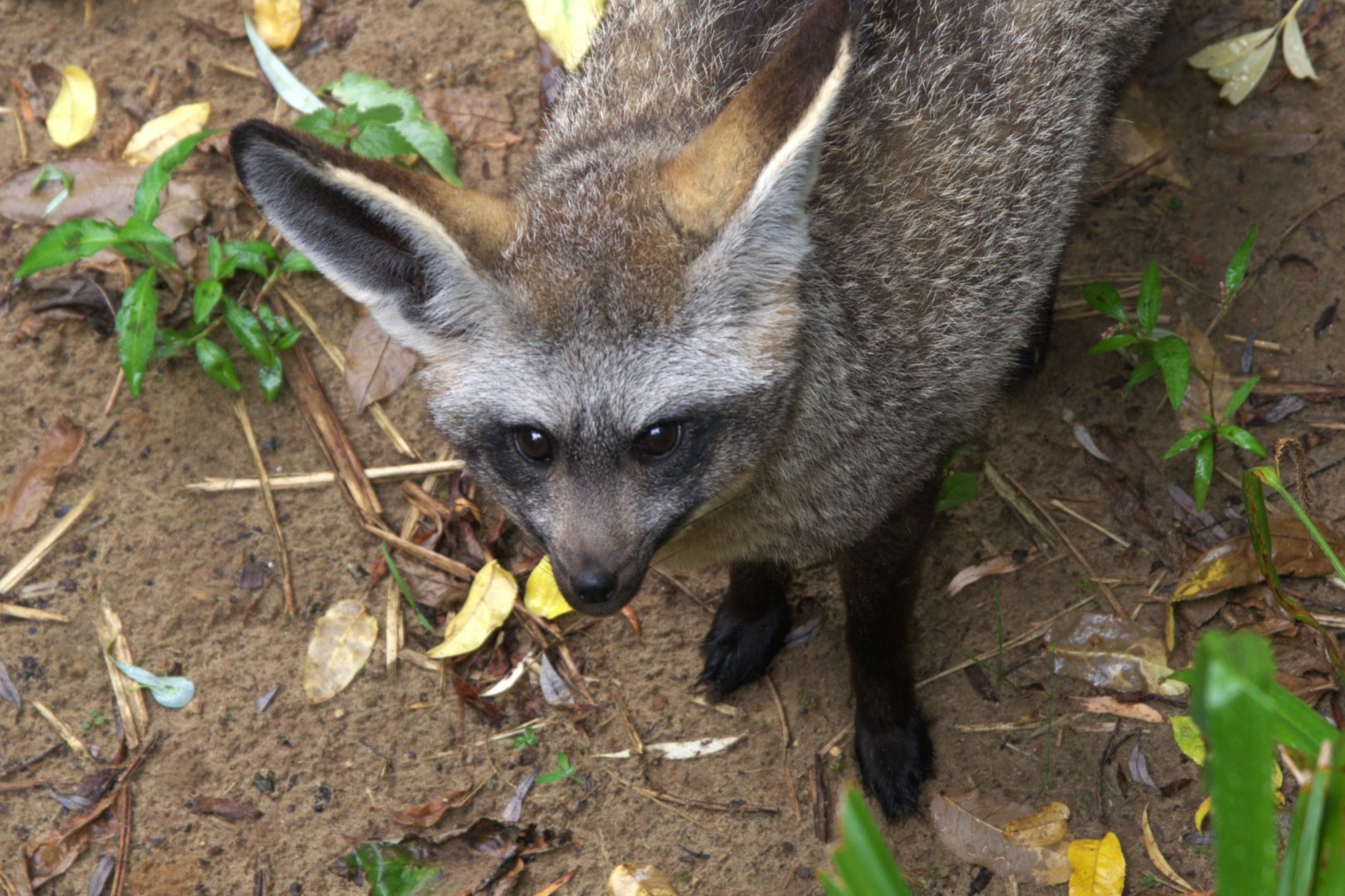 South-african Bat-eared Fox (Otocyon megalotis megalotis)