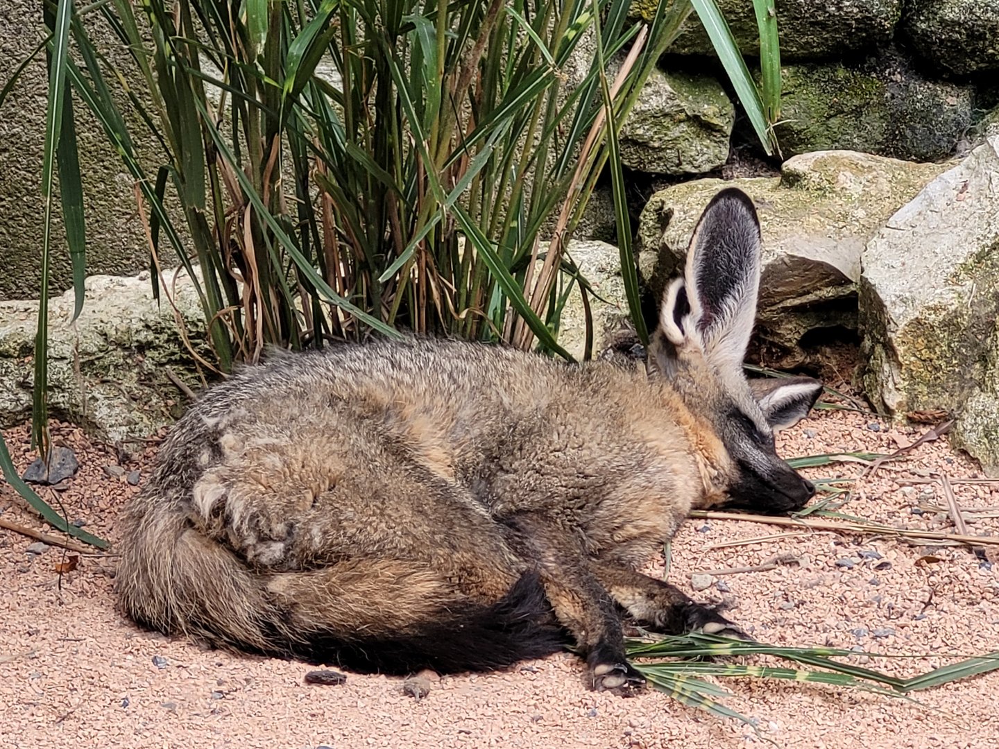 South African bat-eared fox -Parc Animalier des Pyrénées (2023)
