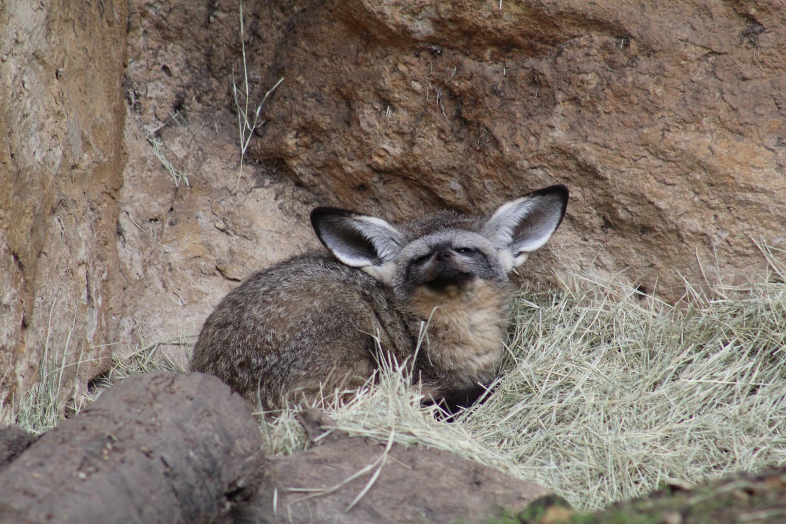 South African Bat-Eared Fox