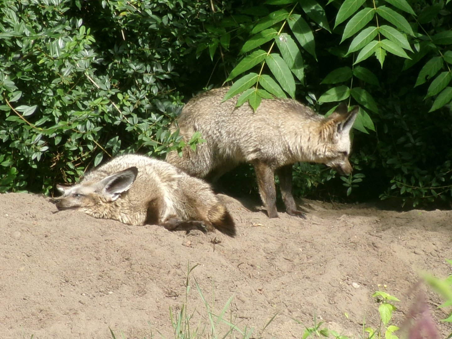South African bat-eared fox