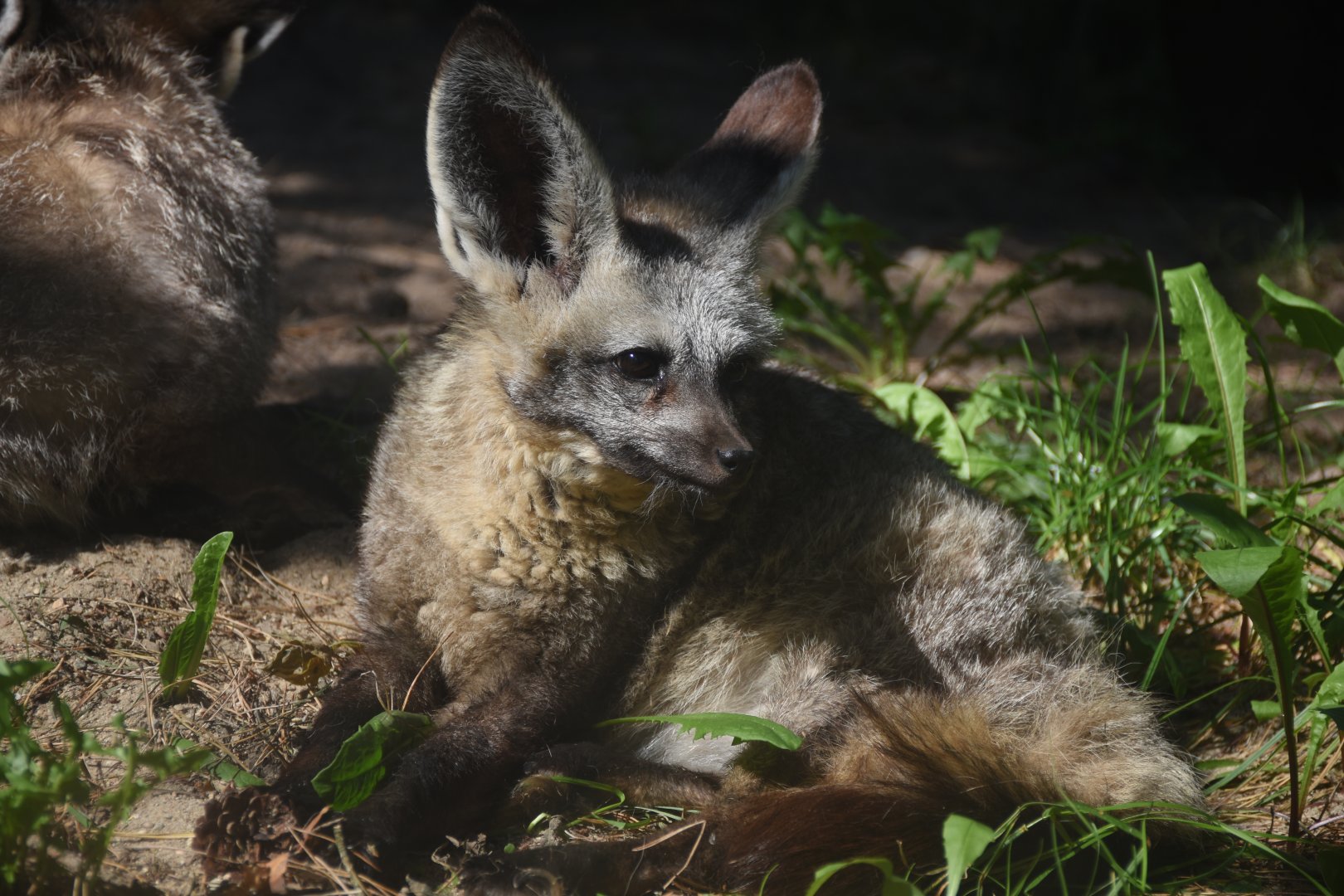 South African bat-eared fox