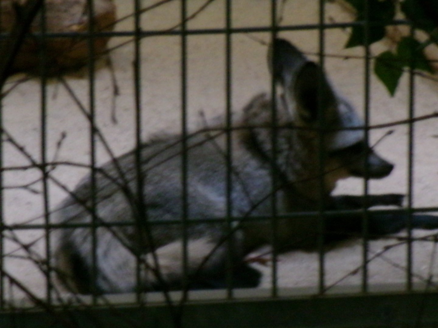 South African bat-eared fox