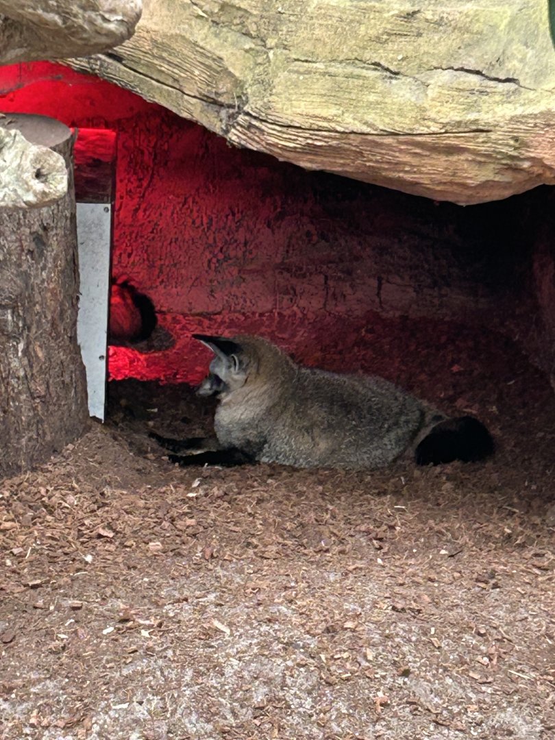 South African bat-eared fox
