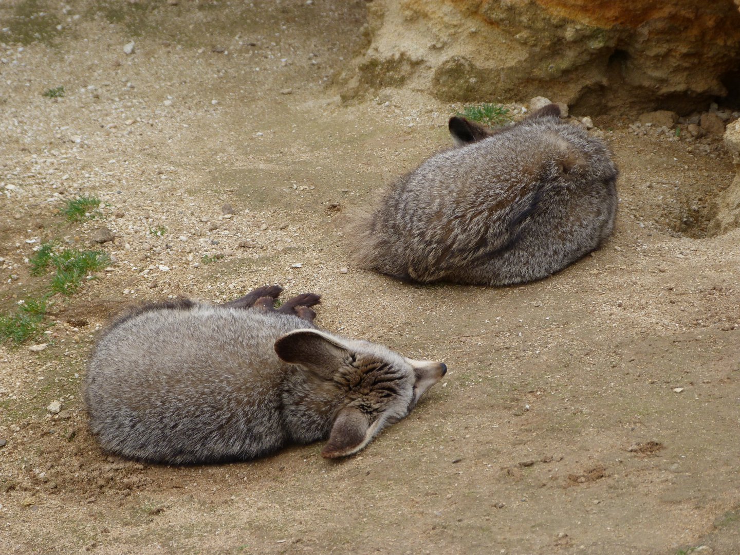 South African bat-eared foxes -Bioparc de Doué la Fontaine (2025)