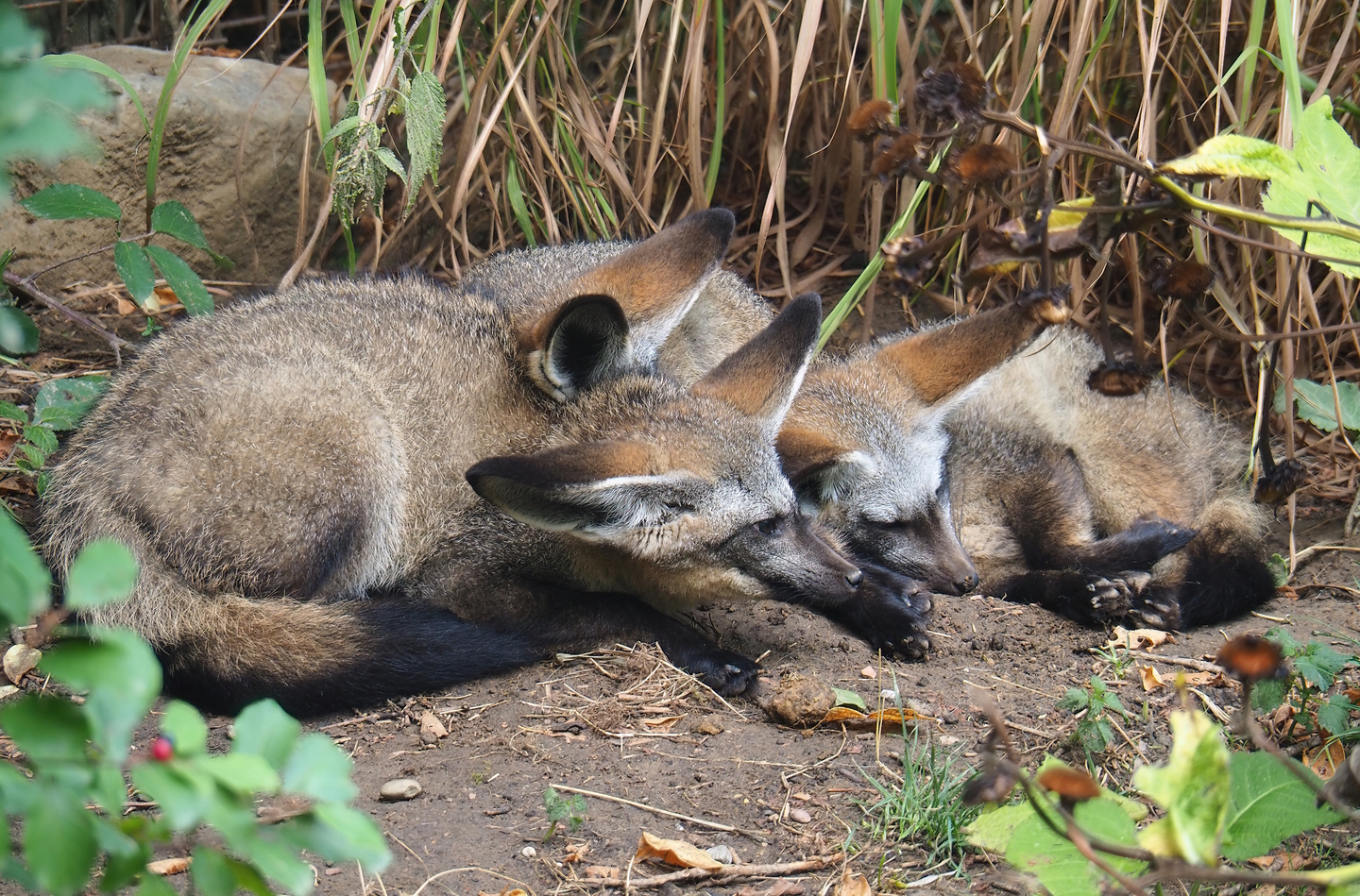 South African bat-eared foxes (Otocyon megalotis megalotis), 2022-08-20