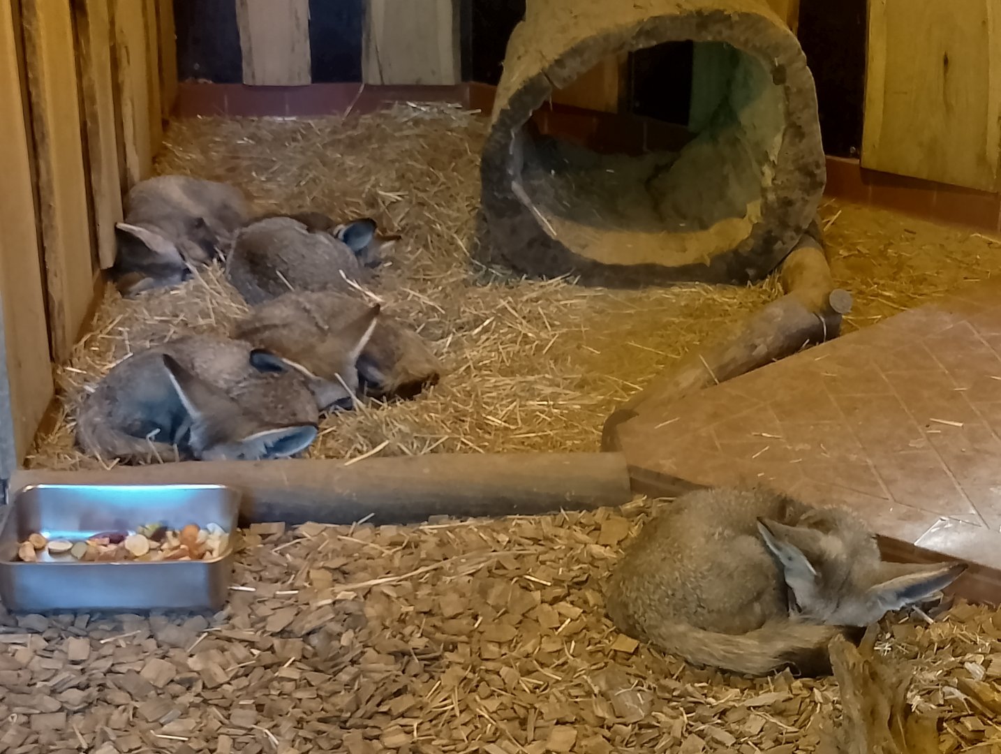 South African bat-eared foxes