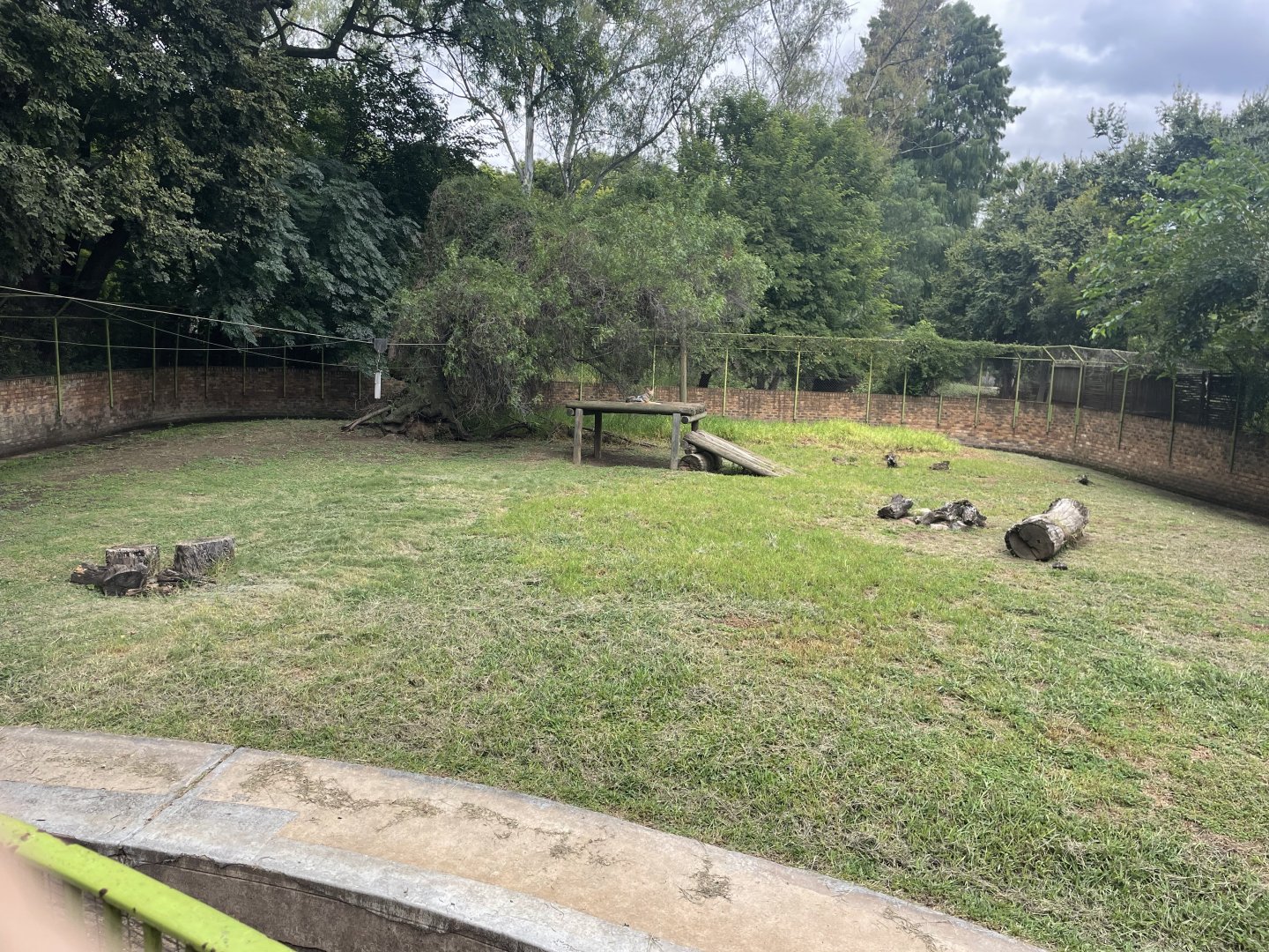 South-African Black-Backed jackal Exhibit (Canis mesomelas)