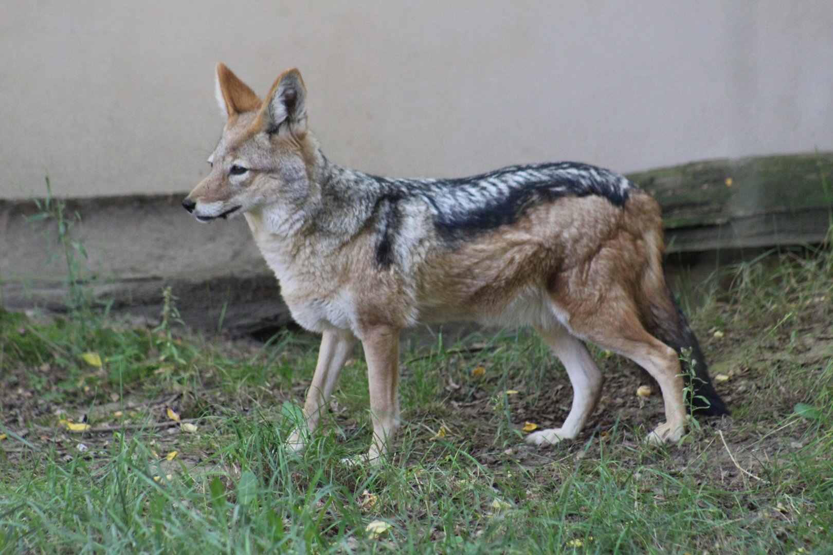 South African Black-Backed Jackal