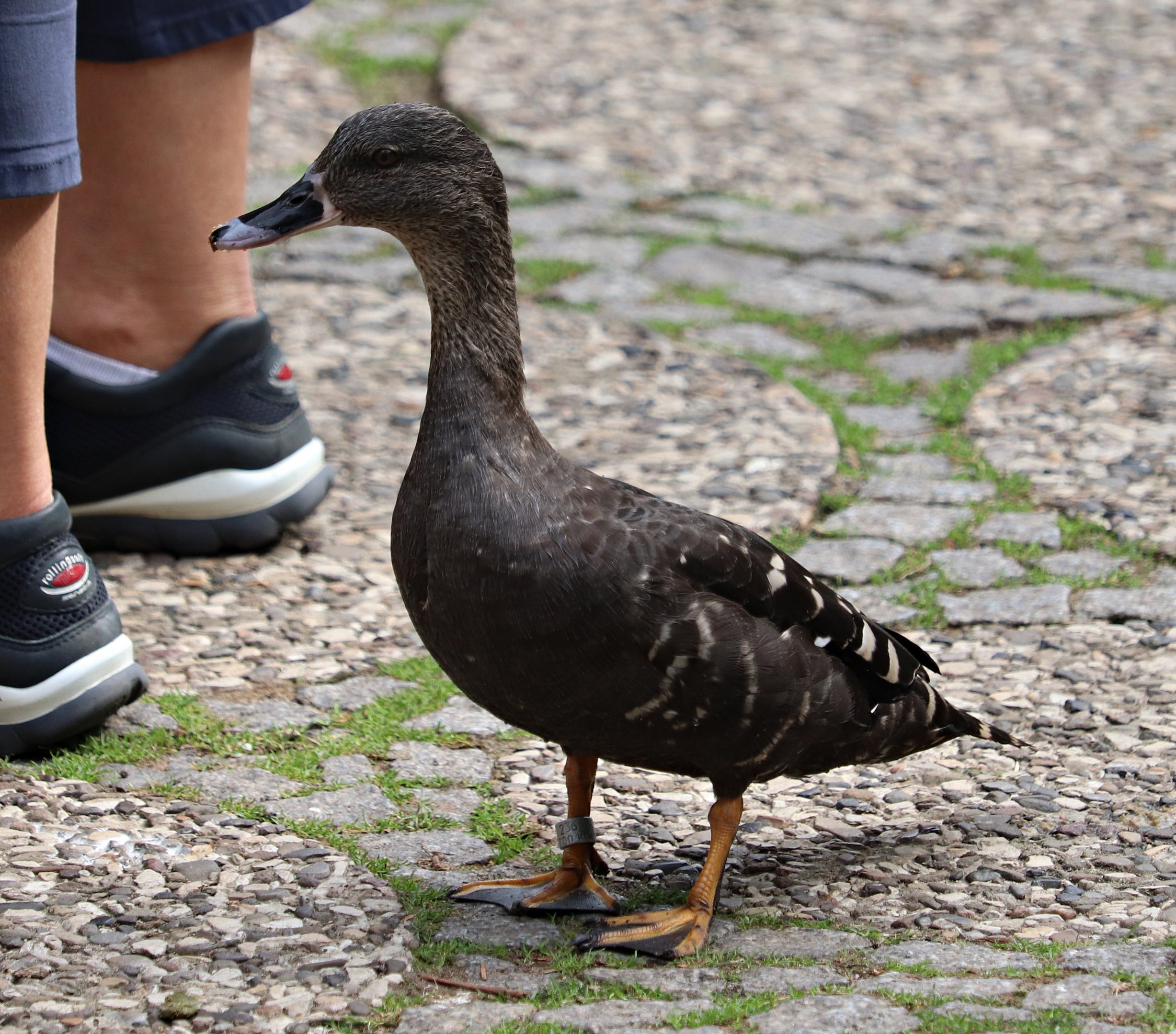 South African black (duck Anas sparsa sparsa)