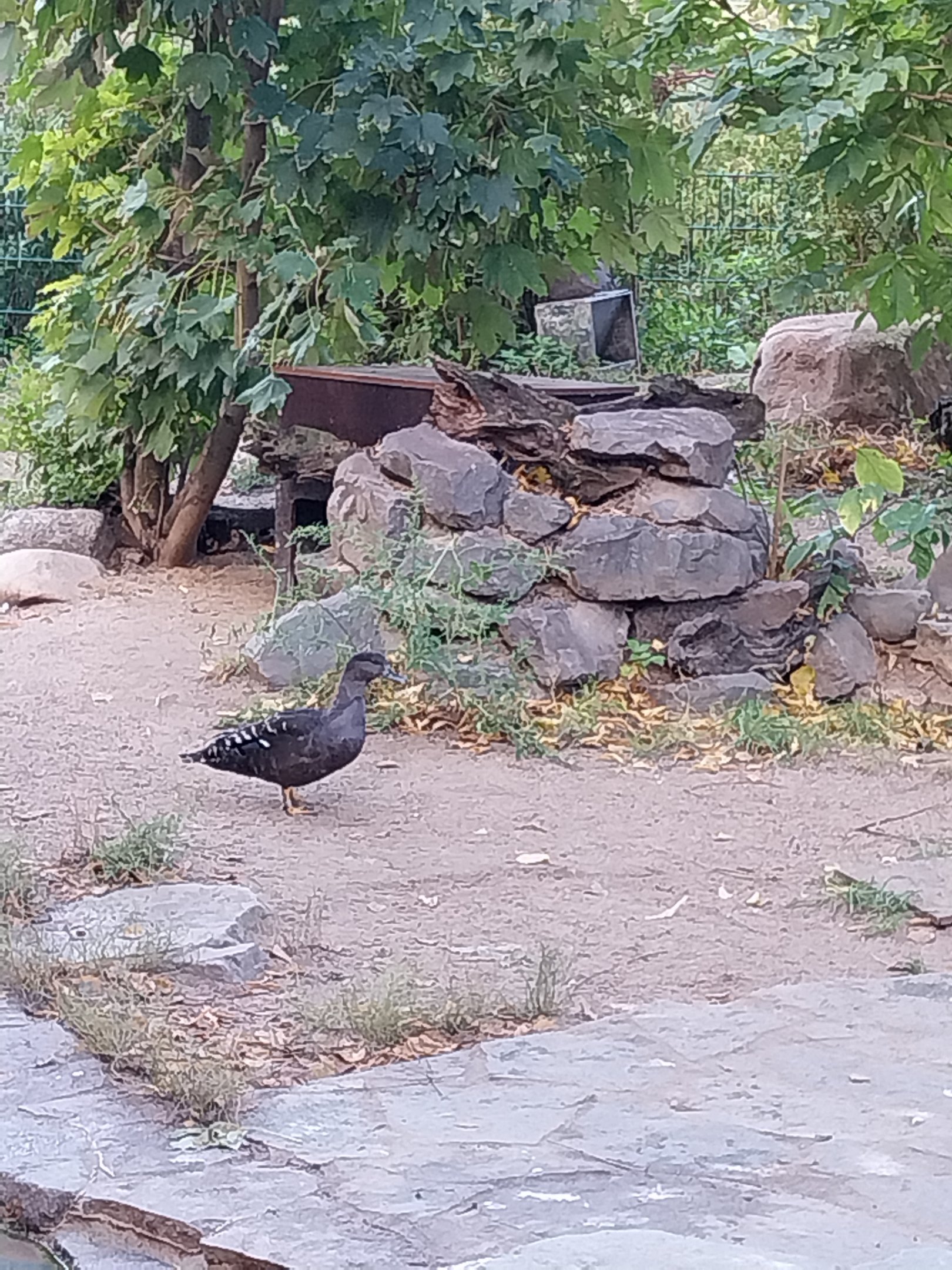 South African Black Duck (Anas sparsa sparsa)
