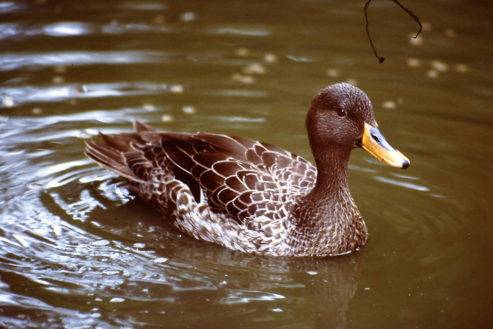 South African Black Duck Blackbrook 10 July 2010
