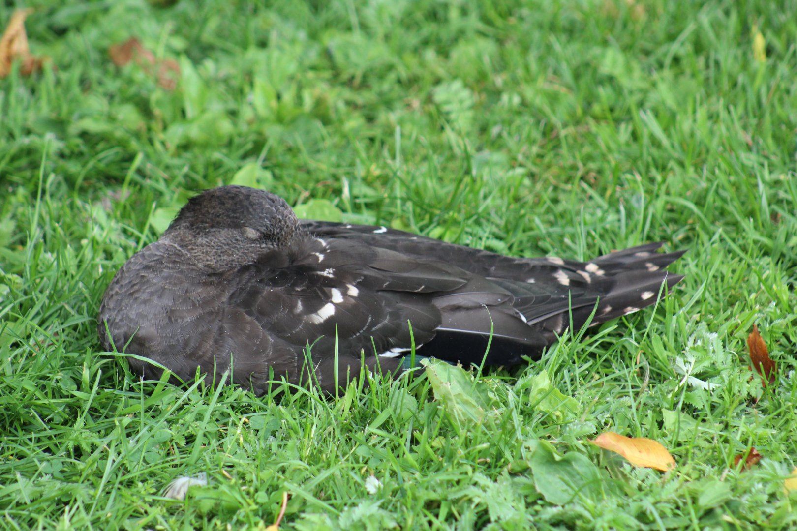 South African Black Duck
