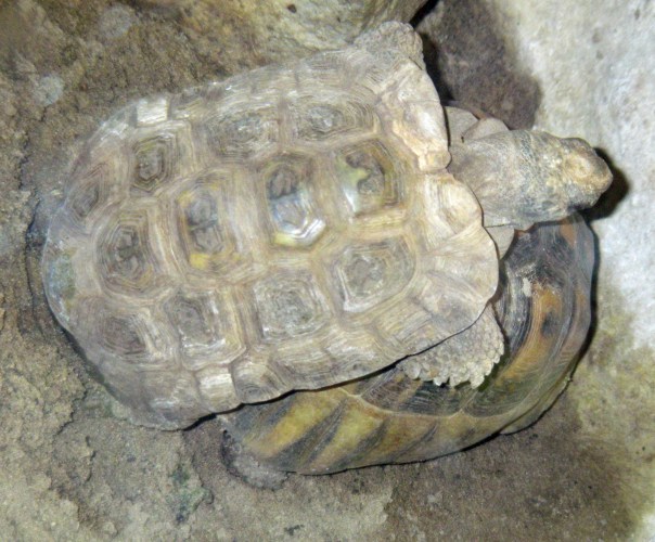 South African Bowsprint (Chersina angulata)