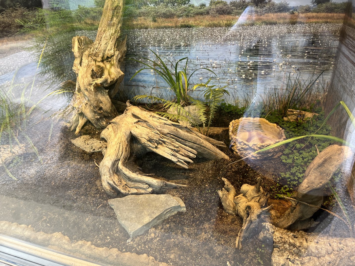 South African bullfrog exhibit 13.7.25