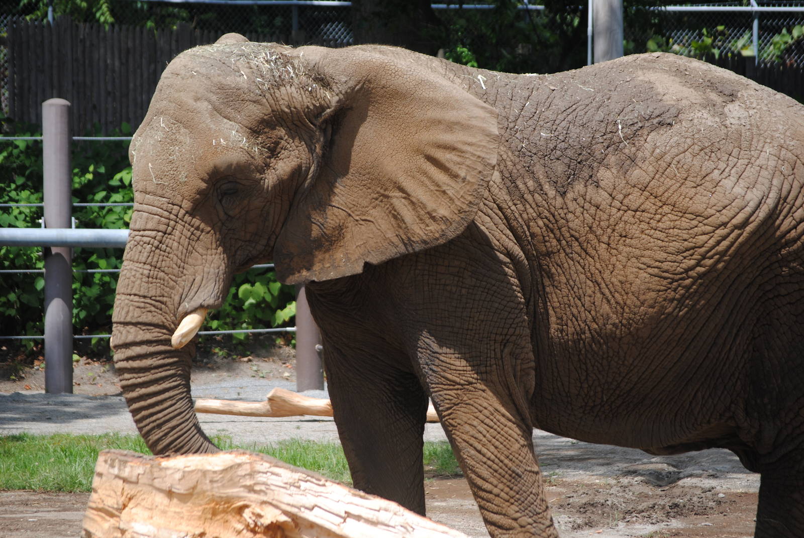 South African Bush Elephant