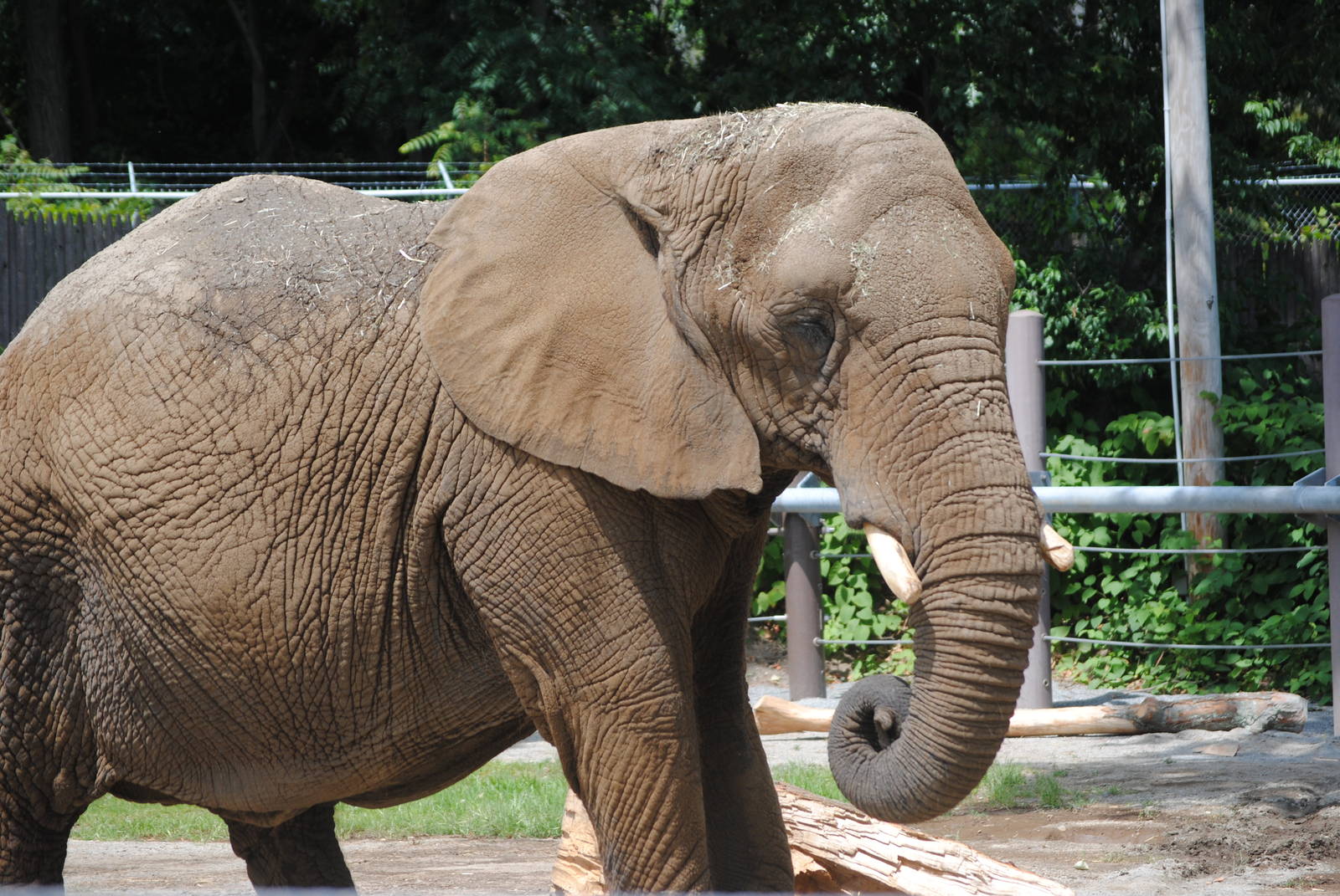 South African Bush Elephant