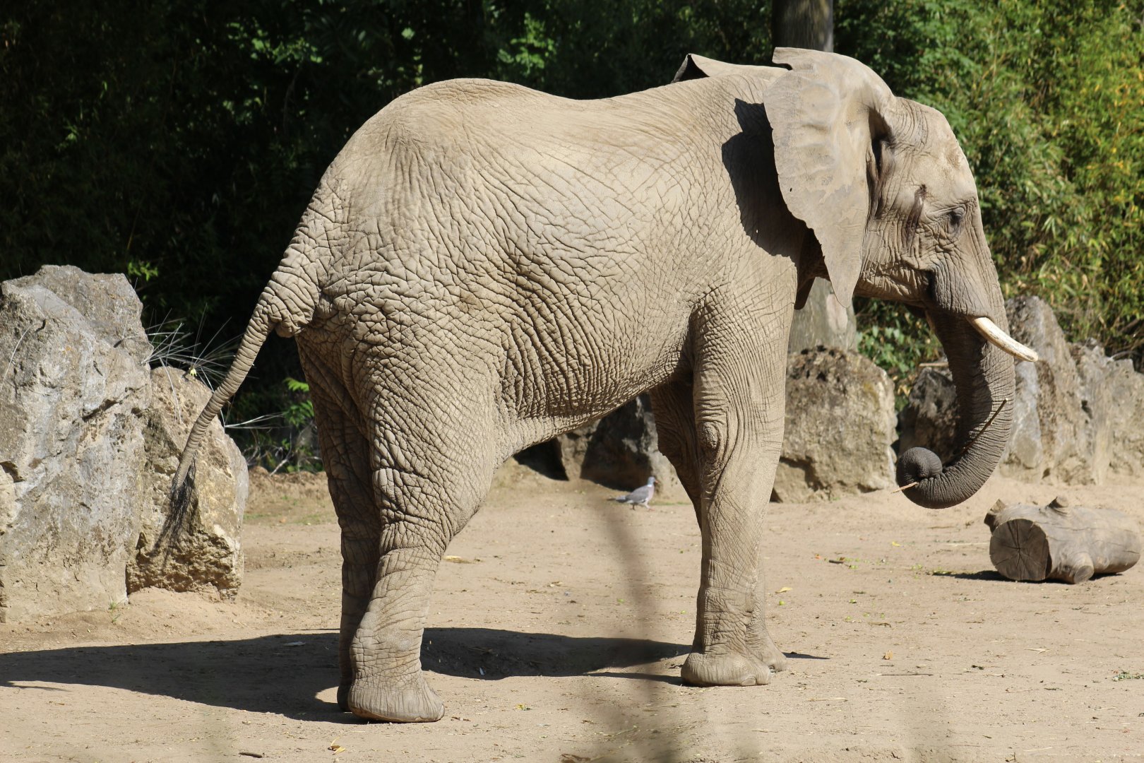 South African Bush Elephant