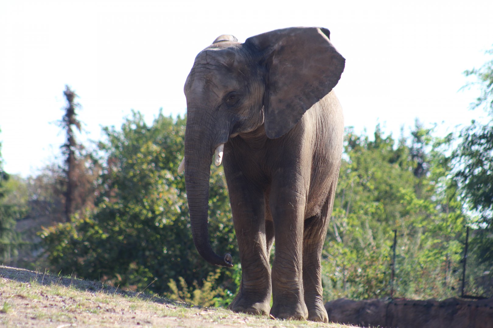 South African Bush Elephant