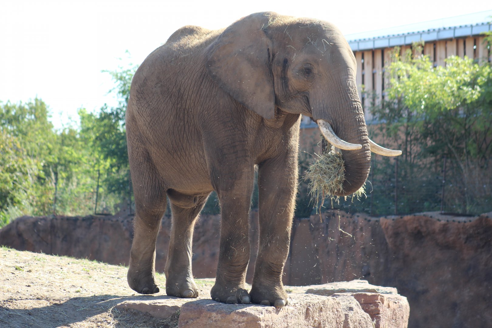 South African Bush Elephant
