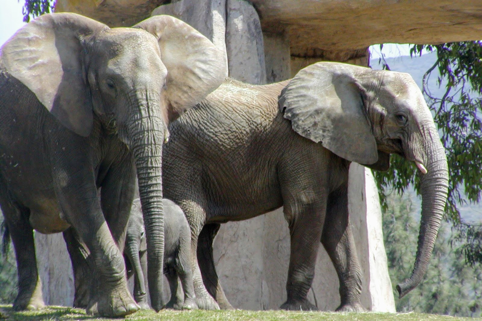 South African Bush Elephant