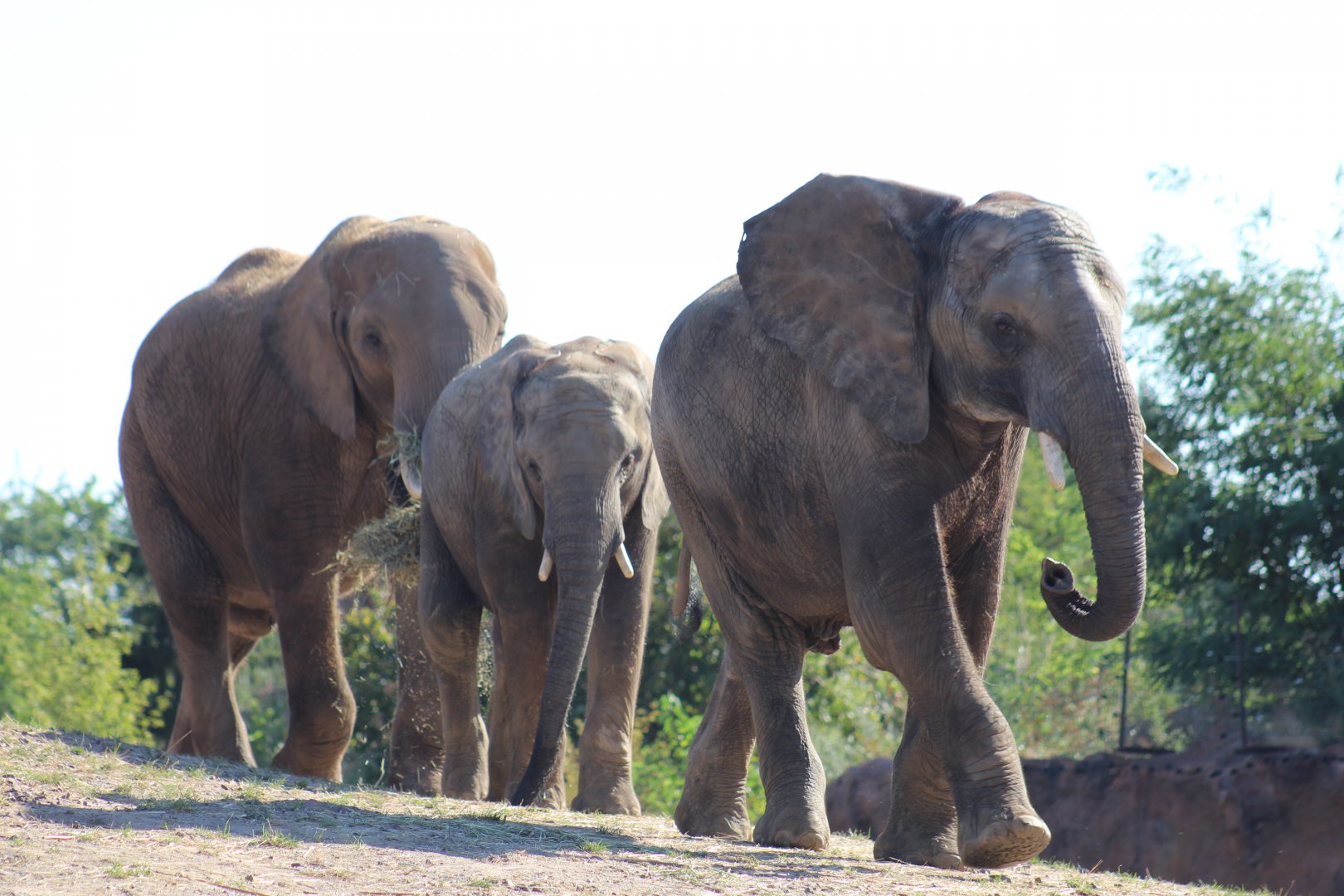 South African Bush Elephants