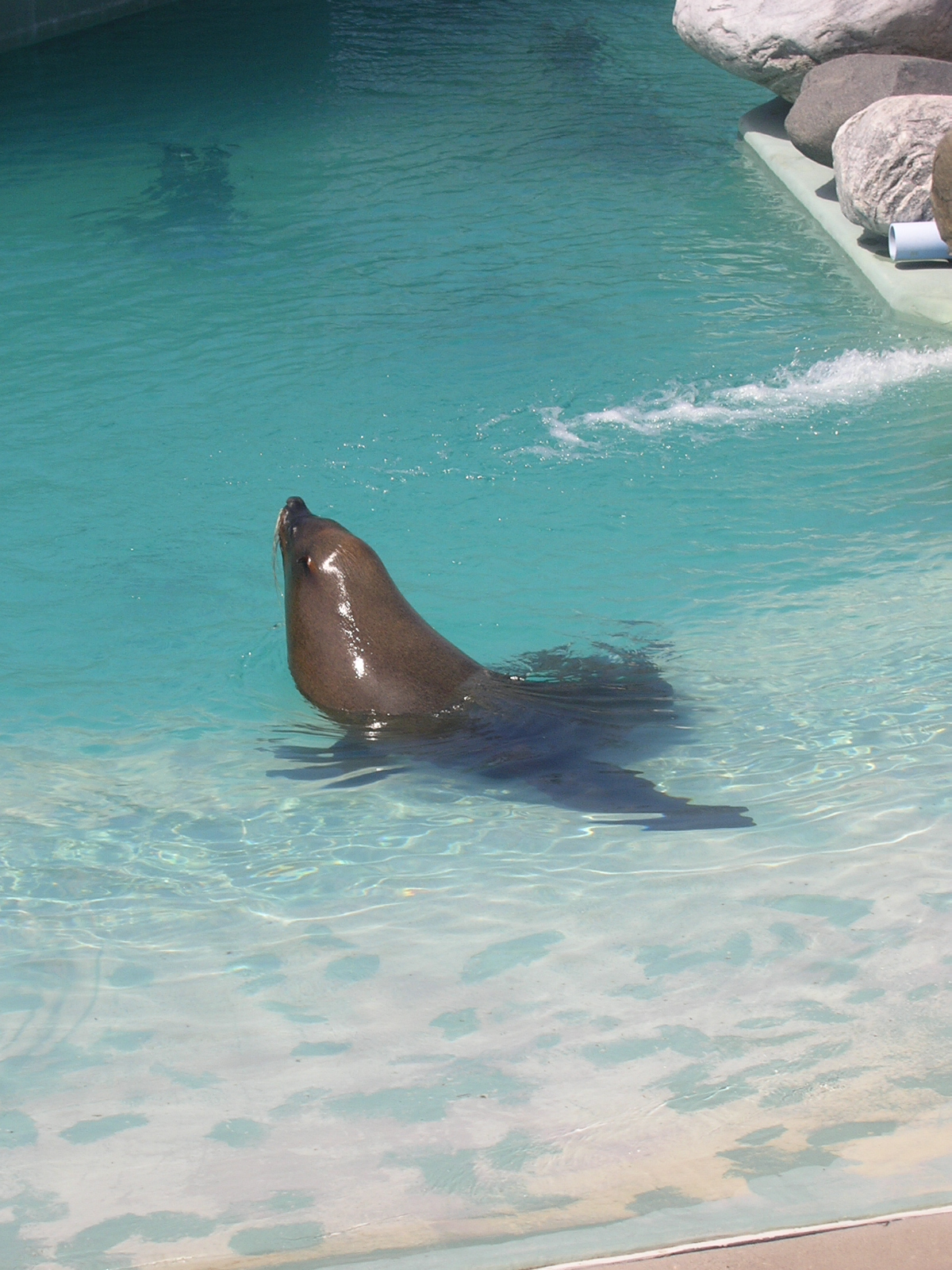 South African Cape Fur Seal