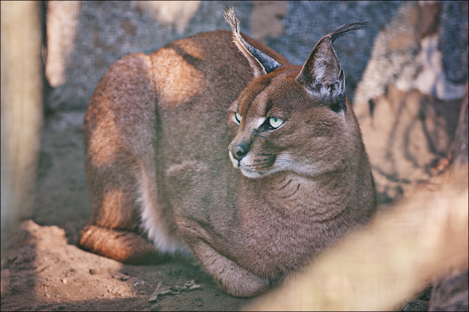 South african caracal at Berlin Tierpark