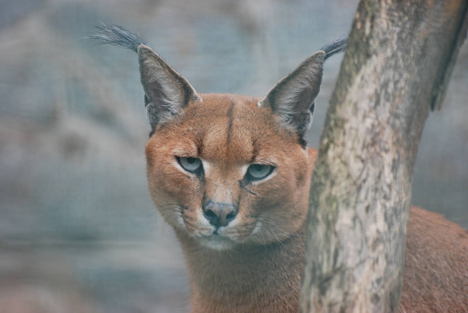 South African Caracal at Tierpark Berlin, 30/08/11