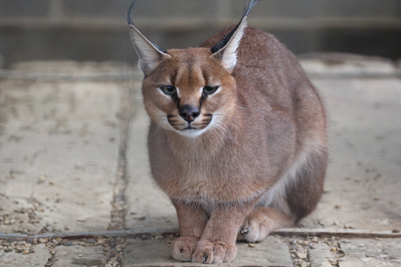 South African Caracal, Hamerton
