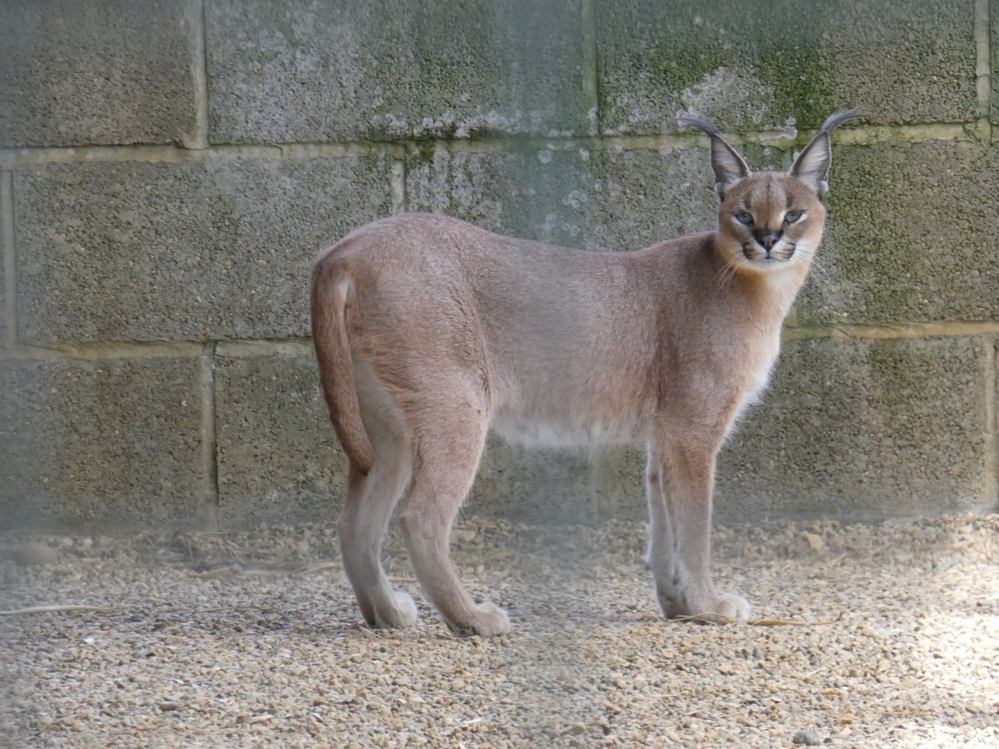 South African Caracal