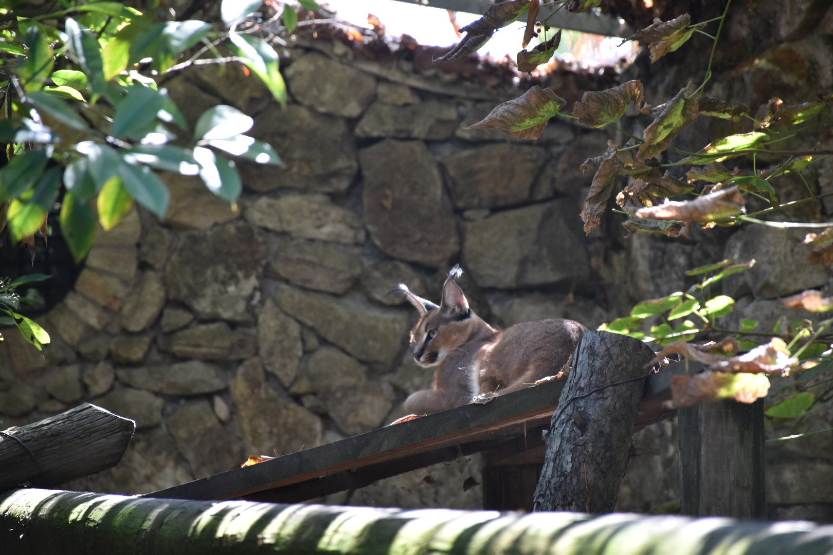 South African caracal