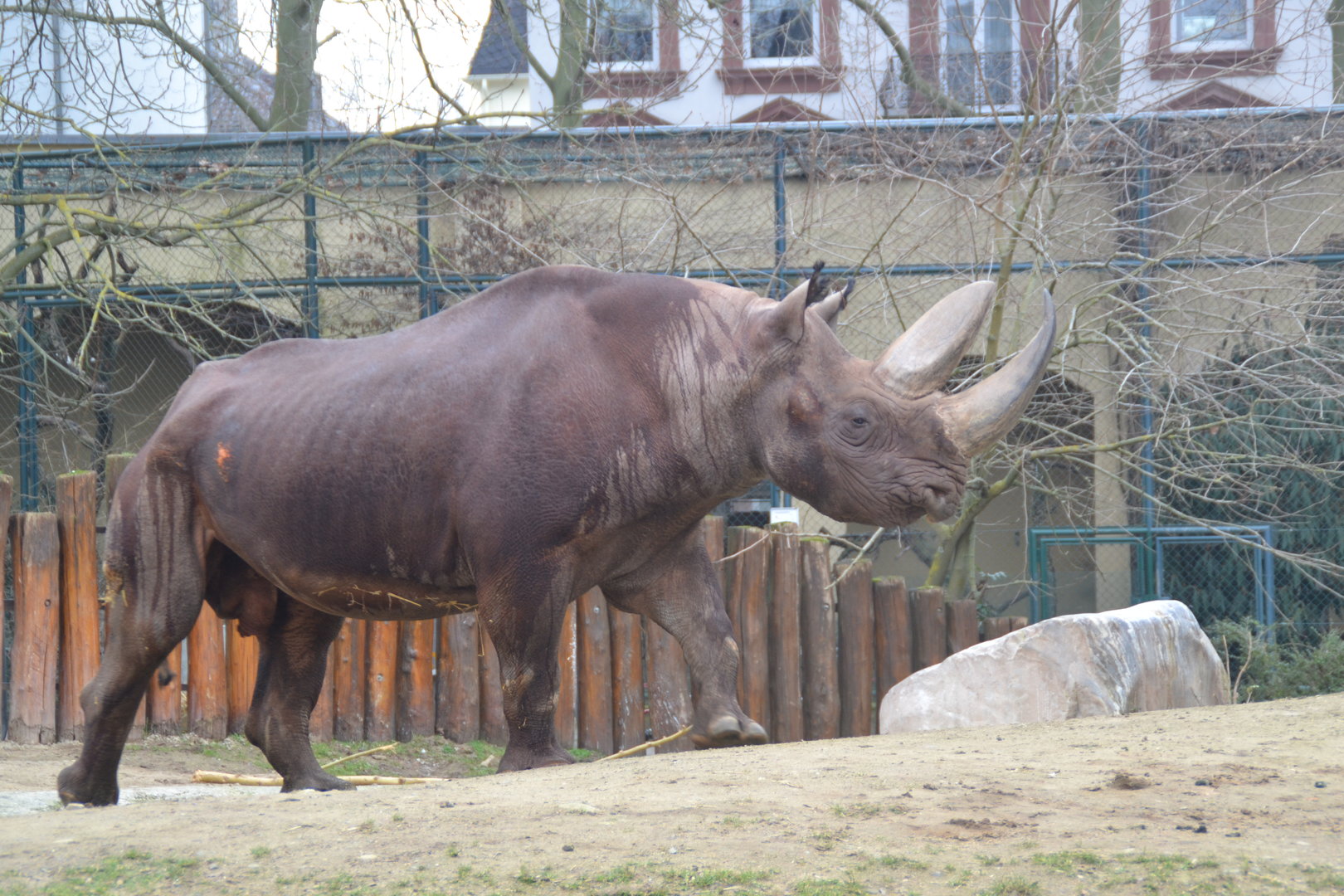 South African central black rhinoceros