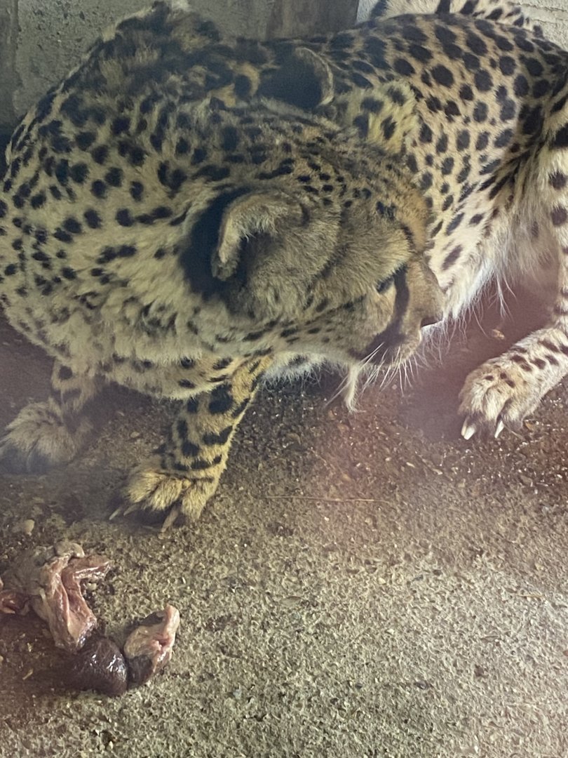 South African cheetah 030924