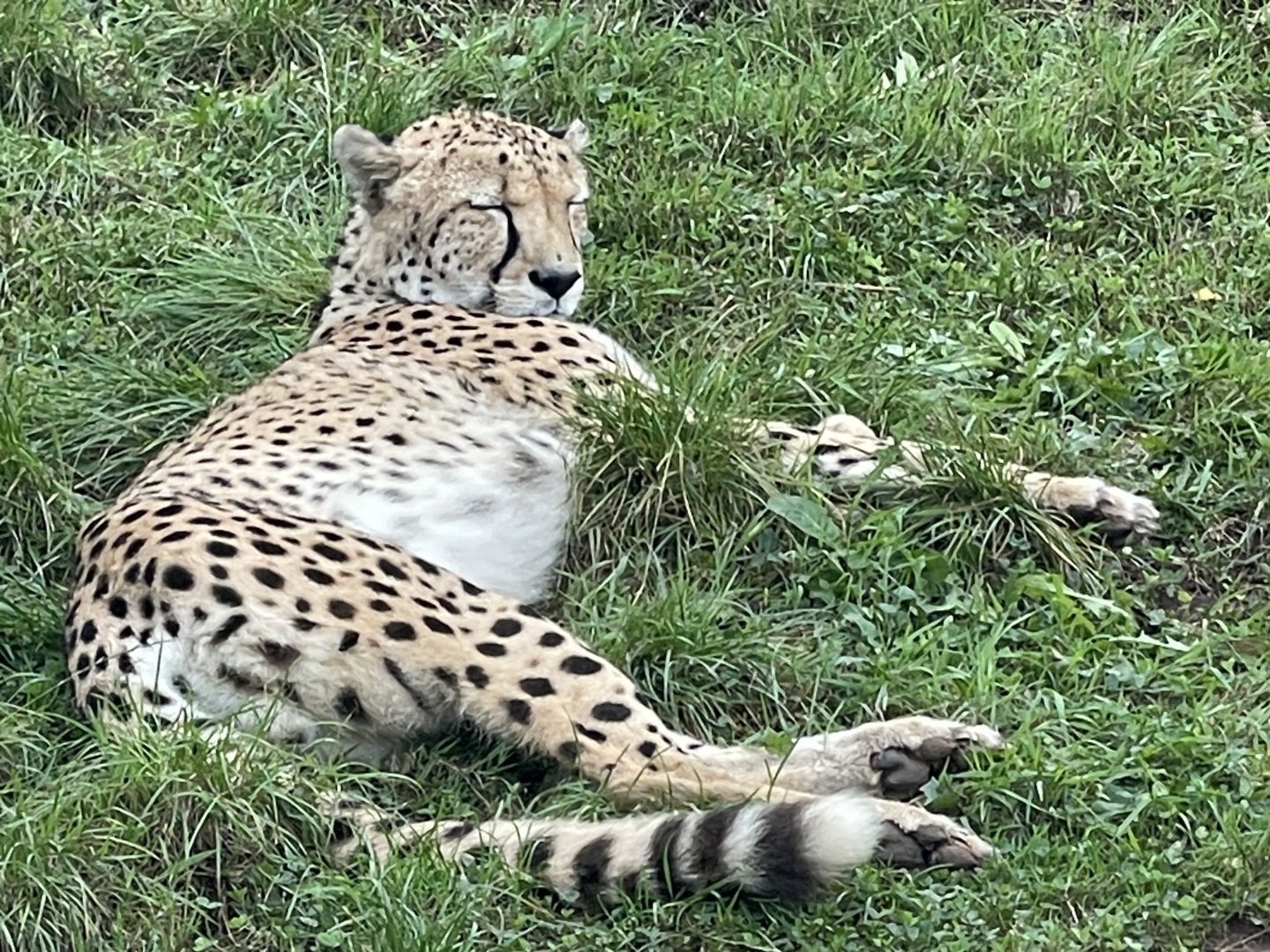 South African cheetah 030925