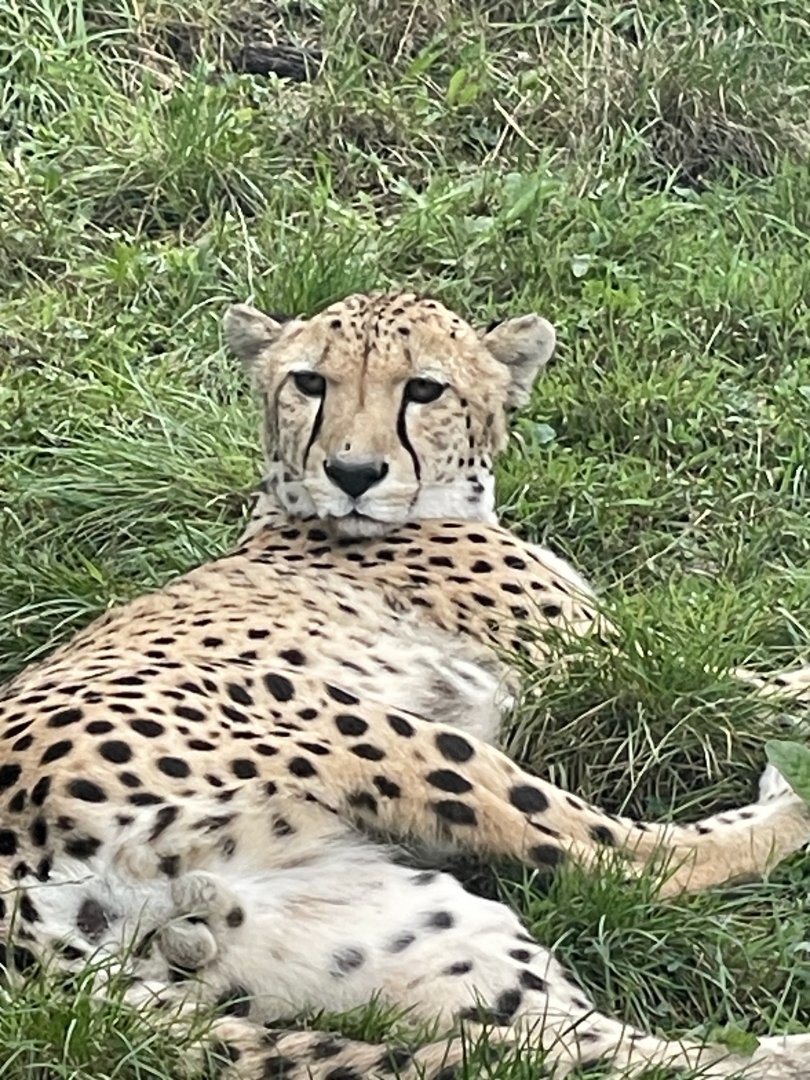 South African cheetah 030925