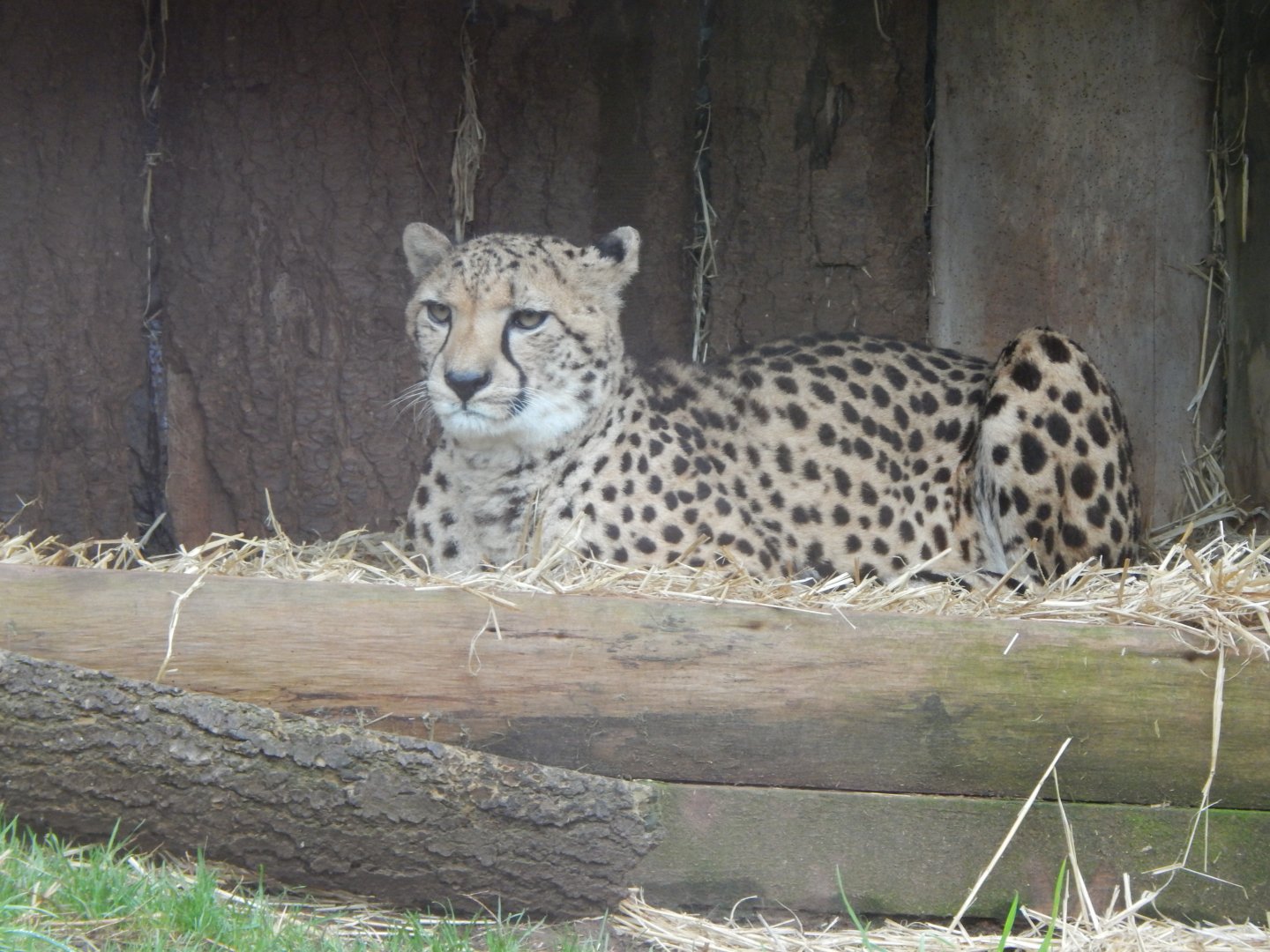 South African cheetah 050224