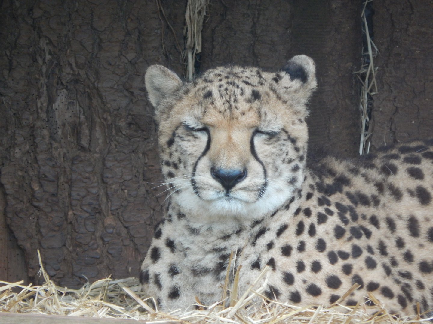 South African cheetah 050224