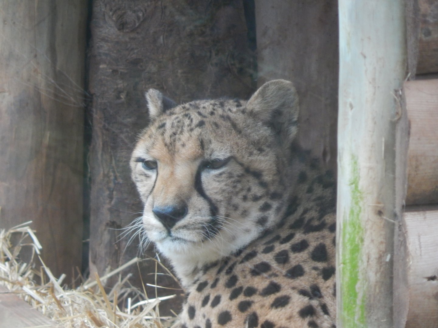 South African cheetah 050224