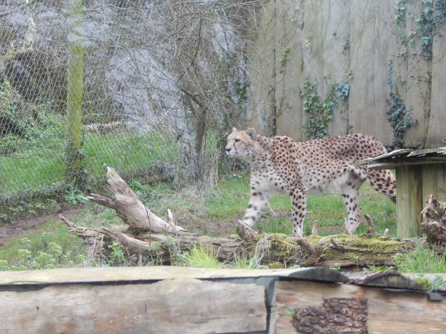 South African cheetah 050224